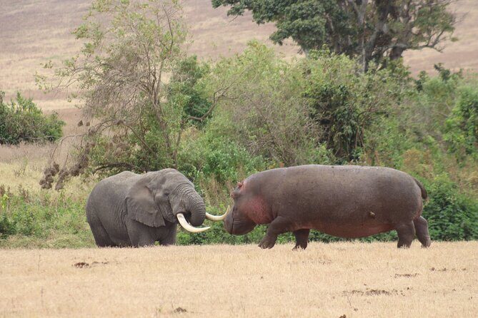 6 Days Big Five Tanzania Safari - Who should book this Big Five Tanzania safari?
