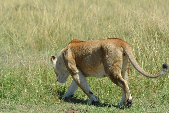 6 Days Big Five Tanzania Safari - Serengeti for real: two days of early drives and Kopjes magic
