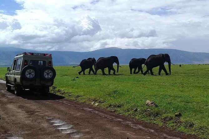6 Days Budget Tanzania Camping Safari - Serengeti full day: when the search becomes the story