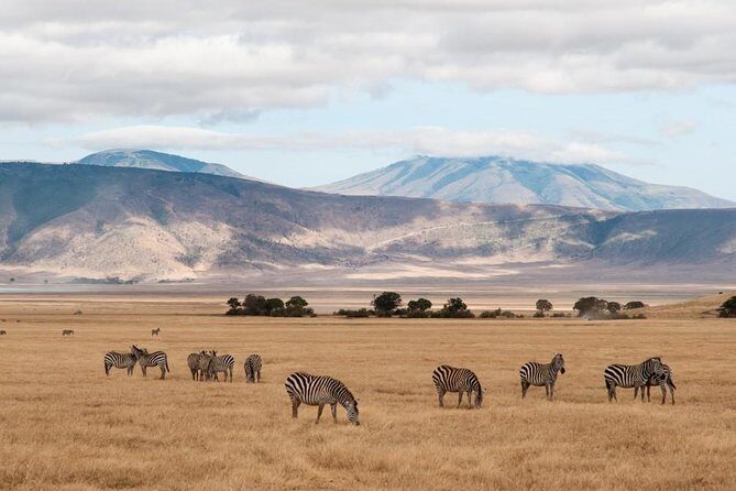 6 Days Budget Tanzania Camping Safari - Ngorongoro Crater floor: half day game drive, then back to Arusha