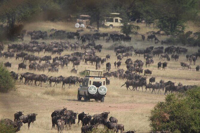 6 Days Enchanting Tanzania Safaris - Mid Range Safari - A Mid-Range Safari Loop Across Manyara, Serengeti, Ngorongoro, and Tarangire