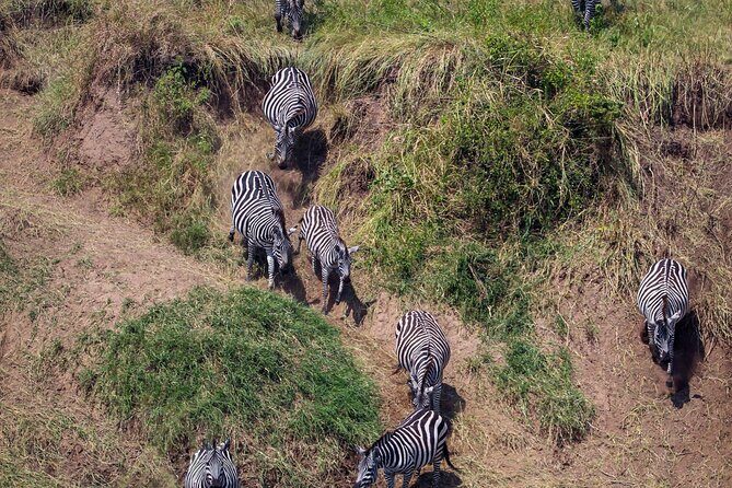 6 Days Enchanting Tanzania Safaris - Mid Range Safari - Days 2–3: Serengeti Seronera plains, water-corridor sightings, and the balloon option