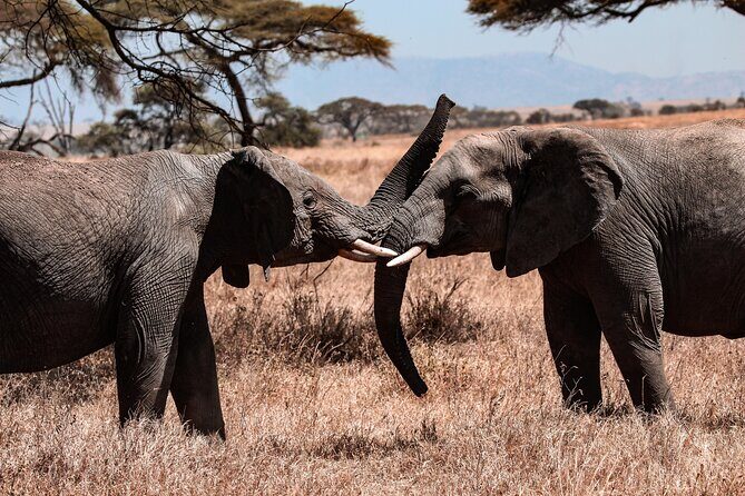6 Days Enchanting Tanzania Safaris - Mid Range Safari - Day 4: Ngorongoro Crater day drive after the Odupai Gorge stop