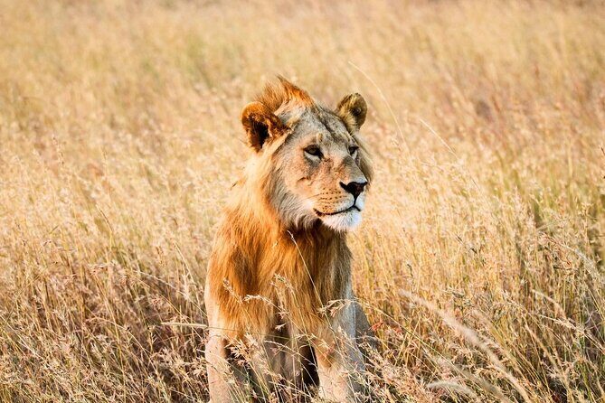 6 Days Enchanting Tanzania Safaris - Mid Range Safari - Day 6: Early Tarangire game drive, then back to Moshi or the airport