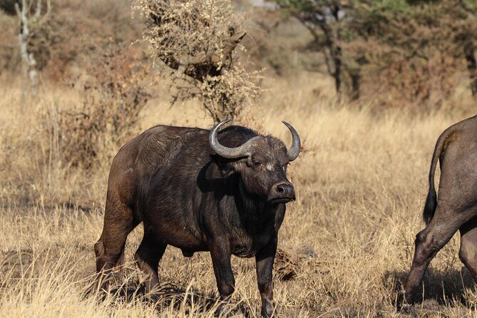 6 Days Enchanting Tanzania Safaris - Mid Range Safari - Guides like James, Rafael, and driver Fredy (and why that matters)