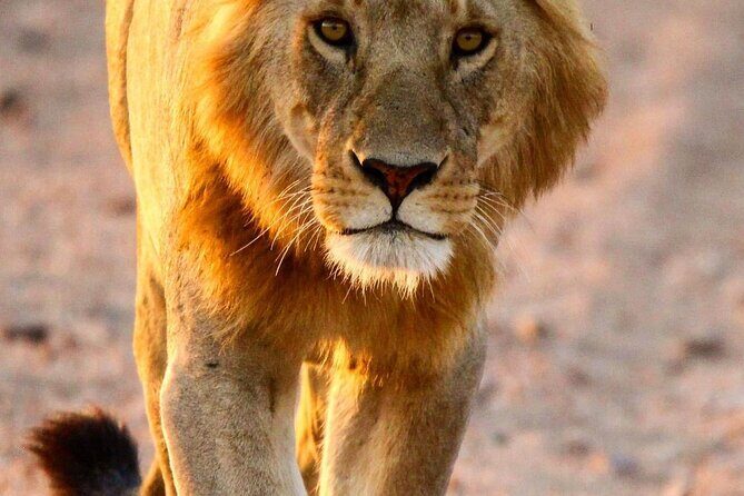 6 Days Enchanting Tanzania Safaris - Mid Range Safari - Price and what $2,887.83 buys you (and what it doesn’t)