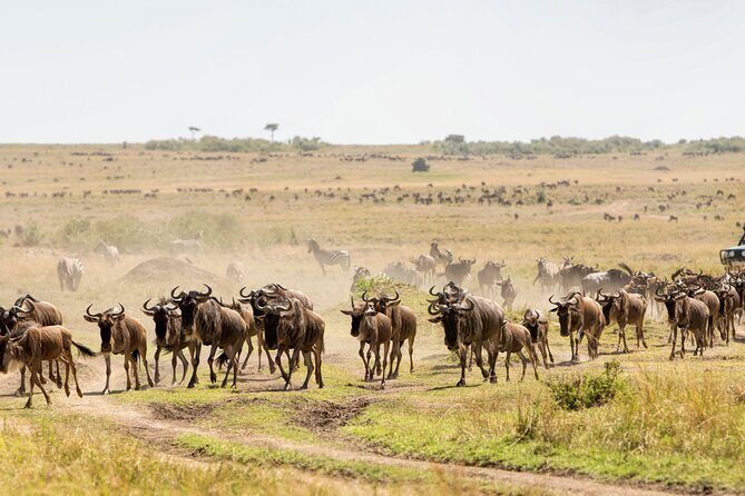 6 Days in the Wild – A Budget Safari Across Tanzania’s Icons - Day 3 Full Serengeti Day: Big Five Search Plus the Small Stuff