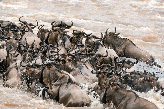 6 Days in the Wild – A Budget Safari Across Tanzania’s Icons - Day 5 Lake Manyara: Tree-Climbing Lions and Big Bird Energy