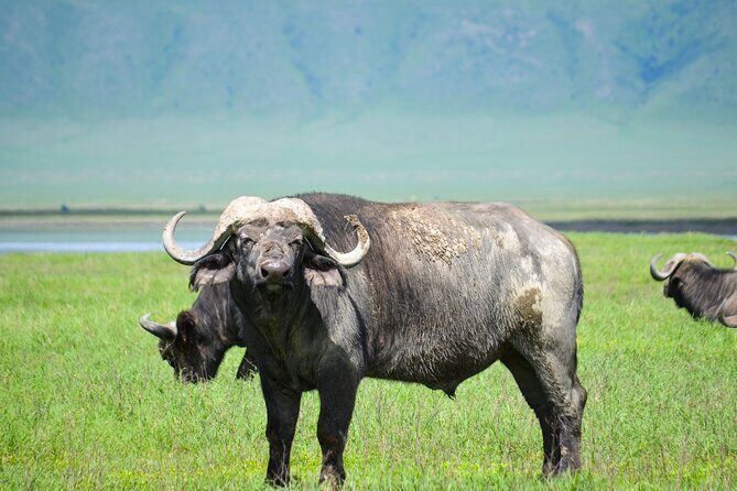 6 Days lodge &camping tour Serengeti ,Tarangire ,Ngorongoro Crater and Manyara - Day 1 in Tarangire: baobabs, big elephants, and birding on your first drive