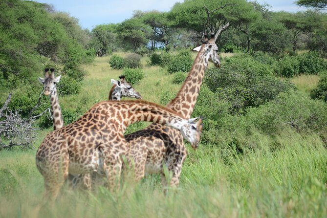 6 Days lodge &camping tour Serengeti ,Tarangire ,Ngorongoro Crater and Manyara - Day 3’s early Serengeti drive at 06:30: mist timing, cats on the move, and migration chances