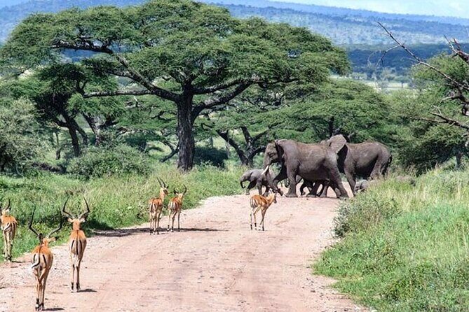 6 Days lodge &camping tour Serengeti ,Tarangire ,Ngorongoro Crater and Manyara - Day 4: exiting Serengeti to Simba campsite near the Ngorongoro rim