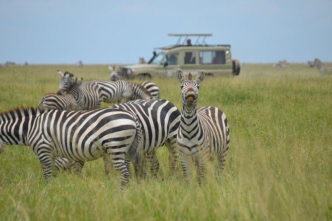 6 Days lodge &camping tour Serengeti ,Tarangire ,Ngorongoro Crater and Manyara - Day 5: descending over 600 meters into Ngorongoro Crater for dense wildlife