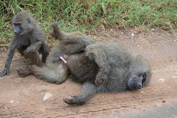 6 Days lodge &camping tour Serengeti ,Tarangire ,Ngorongoro Crater and Manyara - Day 6 at Lake Manyara: stacked habitats, baboons, flamingos, and a tree-climbing lion chance