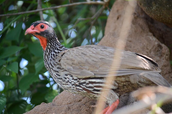 6 Days lodge &camping tour Serengeti ,Tarangire ,Ngorongoro Crater and Manyara - Camping and lodge time: what to expect from the comfort side