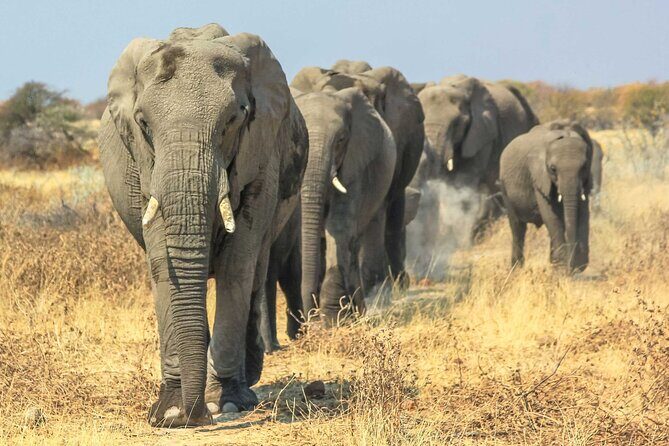 6 Days Lodge & Tented Camp Luxury - The Serengeti Trail & Tarangire - Driving into the Serengeti: acacia savannah scale and an optional Maasai stop