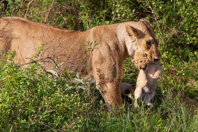 6 Days Lodge & Tented Camp Luxury - The Serengeti Trail & Tarangire - A full day in the Serengeti: more time means better odds
