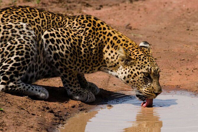 6 Days Lodge & Tented Camp Luxury - The Serengeti Trail & Tarangire - Ngorongoro Crater: 610 meters down, with Big Five viewing as the main goal