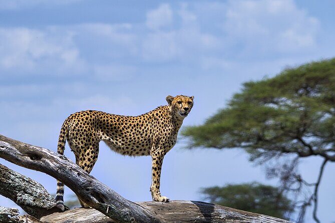 6 Days Luxury Migration Safari-Northern Tanzania - Arusha Pickup at 8:30 and the Tarangire Starter Day
