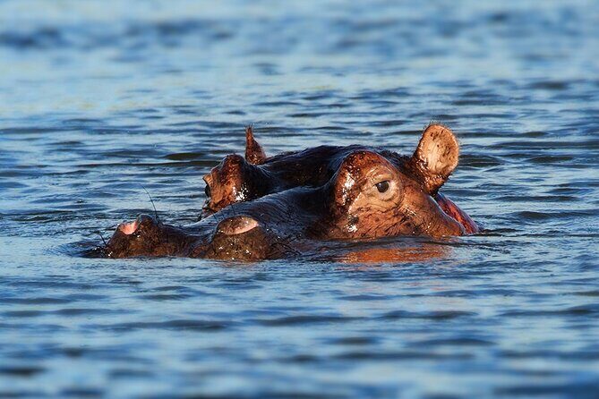 6 Days Luxury Migration Safari-Northern Tanzania - Three Serengeti Days: How to Maximize Migration Chances