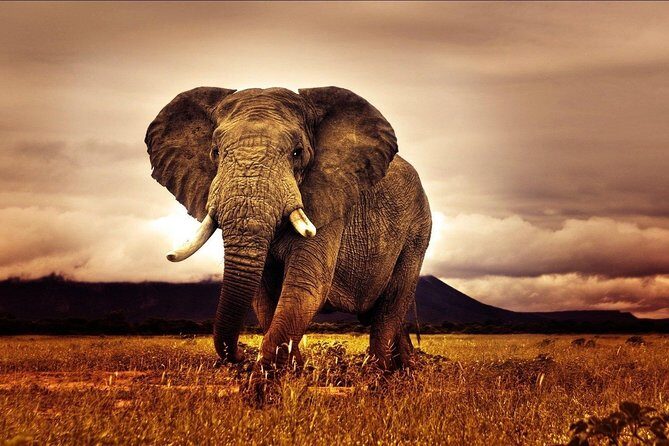6 Days Luxury Migration Safari-Northern Tanzania - Ngorongoro Crater: One Iconic Bowl of Wildlife
