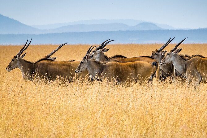 6 Days Luxury Migration Safari-Northern Tanzania - Evening Safari Option: When You Want One More Shot at Wildlife