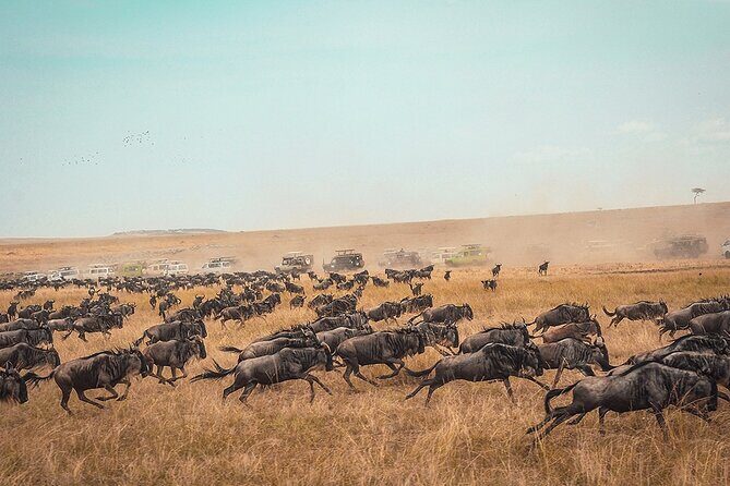 6 Days Luxury Migration Safari-Northern Tanzania - Serengeti via the Ngorongoro Conservation Area: Your Big Migration Setup