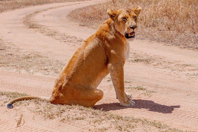 6 Days Luxury Northern Circuit Safari - A Glimpse of Tanzania Adventure - Tarangire National Park: elephants, predators, and that seasonal rhythm