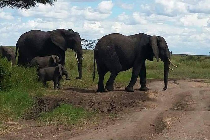 6 Days Mara River Crossing - The Great Migration - Day 1: Tarangire National Park’s Elephant and Baobab Energy