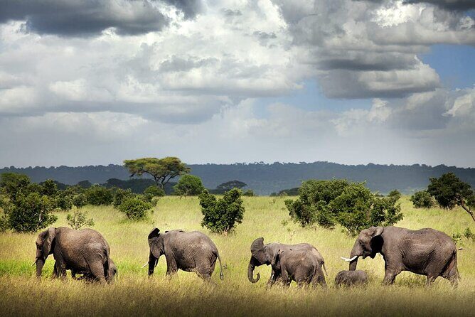 6 Days Mid-Range Tanzania Safari - First Day in Arusha: Kilimanjaro Views and a Town-Loop
