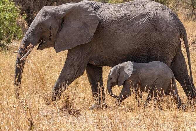 6 Days Mid-Range Tanzania Safari - Serengeti Plains: Migration Country and Big-Predator Odds