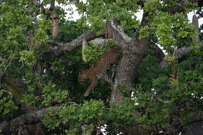 6 Days Private Safari Tour - Day 4 Ngorongoro Conservation Area: Half-Day Game Drive Before the Big Morning