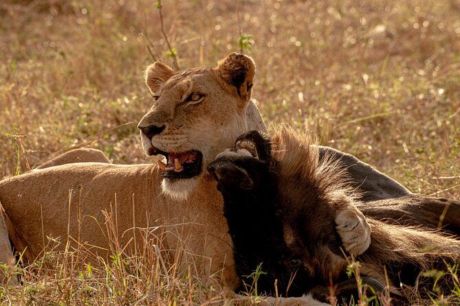 6 Days Private Safari Tour - Guides and the Small Details That Actually Matter