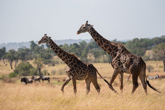 6 Days Private Safari Tour - Day 1 in Tarangire National Park: Elephants, Birds, and a Natural Starter Hike of Sorts