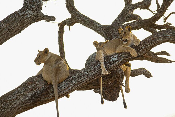 6 Days Private Safari with Mid-range Lodges or Camps - Key Highlights You’ll Care About
