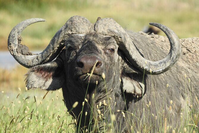 6 Days Private Safari with Mid-range Lodges or Camps - First Day in Arusha: Let Someone Else Handle the Jump-Off