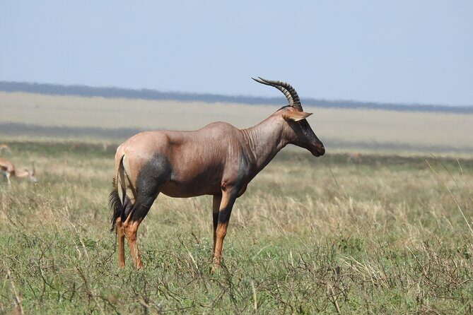 6 Days Private Safari with Mid-range Lodges or Camps - Serengeti Afternoon to Big-Cat Reality: Why Timing Matters