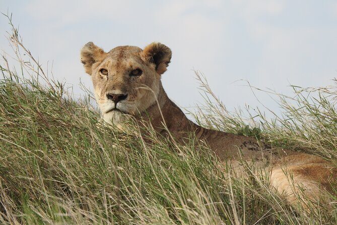 6 Days Private Safari with Mid-range Lodges or Camps - The Ngorongoro Crater Floor: Big Game on One Drive