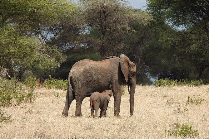 6 Days Private Safari with Mid-range Lodges or Camps - Driving Toward Serengeti Through Ngorongoro: The Transition Day That Can Pay Off