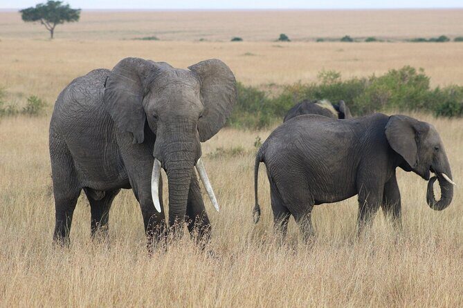 6 Days Safari : Manyara, Ngorongoro, Serengeti & Tarangire National Park - Day 2 Ngorongoro Crater: highlands views then a 600-meter drop