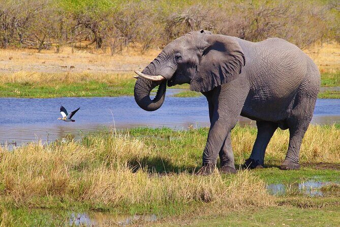 6 Days Safari : Manyara, Ngorongoro, Serengeti & Tarangire National Park - Day 3 Serengeti National Park: migration country plus top predators