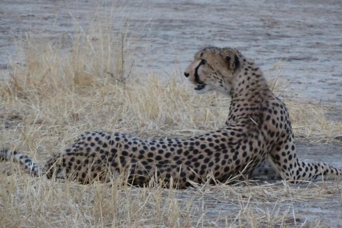 6 Days Safari to Udzungwa Mountain NP, Ruaha NP and Mikumi NP - Ruaha National Park: Elephants, Buffalo, and River-Led Game Drives