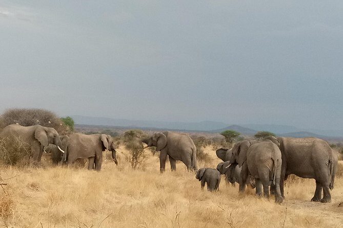6 Days Safari to Udzungwa Mountain NP, Ruaha NP and Mikumi NP - Food, Comfort, and What’s Actually Included