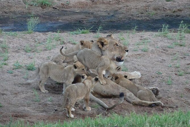 6 Days Safari to Udzungwa Mountain NP, Ruaha NP and Mikumi NP - Wildlife Expectations: Set Your Bar, Then Let the Park Surprise You