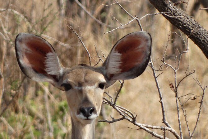 6 Days Safari to Udzungwa Mountain NP, Ruaha NP and Mikumi NP - Price and Value: Is $1,656 a Good Deal?