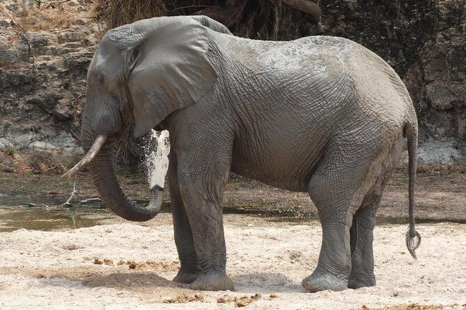 6 Days Safari to Udzungwa Mountain NP, Ruaha NP and Mikumi NP - Getting Started in Dar es Salaam: The 6:00 AM Reality Check