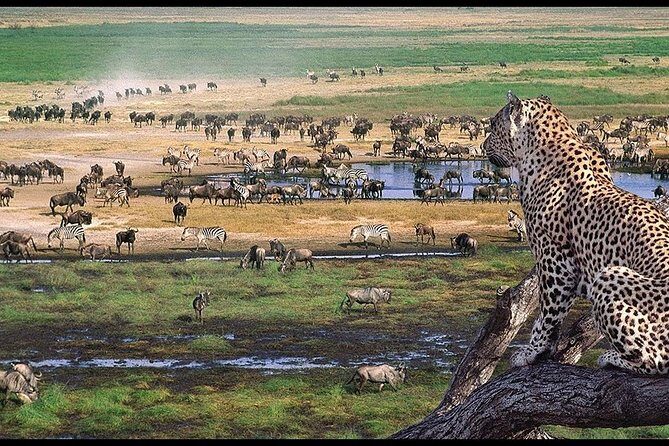 6 Days Serengeti Safari(hiking waterfalls &coffee tour) - Who this safari fits best (and who should think twice)