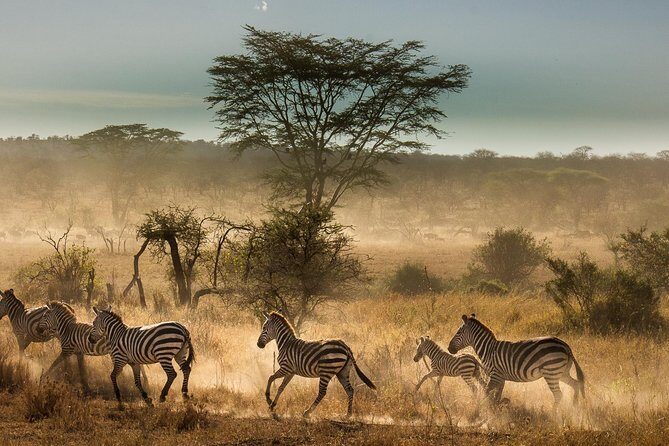 6 Days Tanzania Budget Camping Safari - Tarangire National Park: elephants, baobabs, and a river you’ll hear about