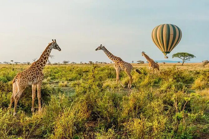 6 Days Tanzania Bush Experience Safari - Why This Safari Fits Into Only 6 Days