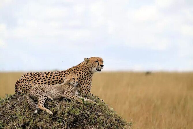 6 Days Tanzania Bush Experience Safari - Private 4×4 With Pop-Up Roof: How It Changes Your Game Drive