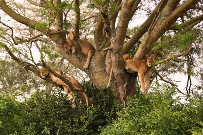 6 Days Tanzania Bush Experience Safari - Day 3 Serengeti From Klein’s Gate: Your First Big Game Drive